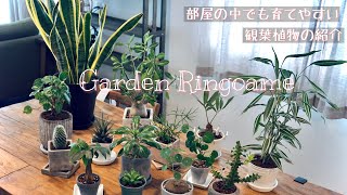 【観葉植物】部屋の中で育てやすい観葉植物の紹介