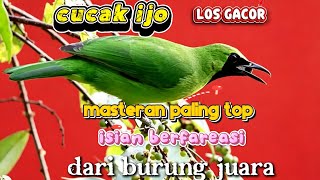 Suara burung cucak ijo.. los gacor.. isian berfareasi. Dari burung juara. Master top..