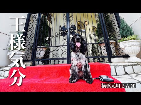 【お散歩スポット巡り#28】横浜元町さんぽ　イングリッシュコッカースパニエル「みみ」 の気持ち