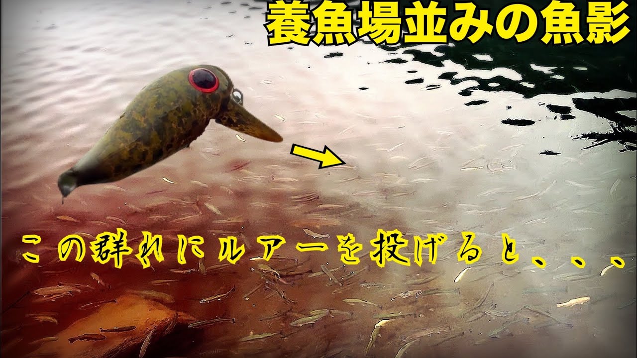 この釣り場、魚の密度と釣果がレベチです。【足柄キャスティングエリア】