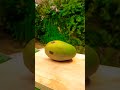 mango dance #mango #fruit #fruitcutting #food #coconut #newsong #love #song #livemusic #music