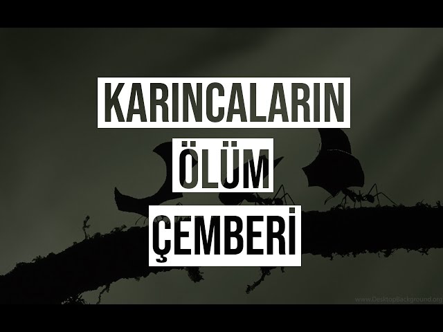 karincalarin olum cemberi birbirine olumune guvenmek youtube