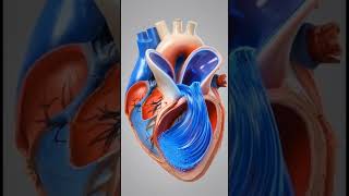 #fypシ #science #shortvideo #fyp #fypシ゚viral #learning #body #students #humananatomy #human #anime