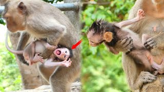 A Young mom monkey Ari D_oes not a_llowed give her baby monkey t_rying to learn walking