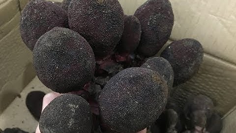 NẤM NGỌC CẨU "CÂY TAN NÁT CỬA NHÀ"