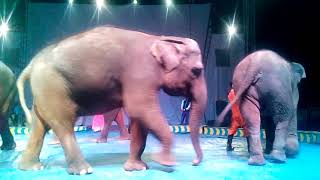 Oriental Circus KOTA BINJAI Aksi 4 ekor GAJAH DUDUK
