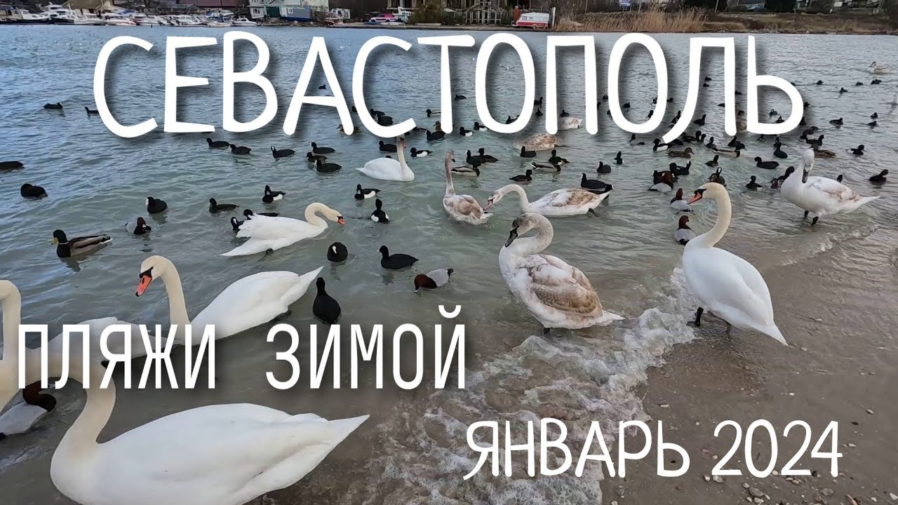 СЕВАСТОПОЛЬ. КРЫМСКАЯ ЗИМА. БУХТА ОМЕГА. 10.01.2024 #севастополь #крым ...