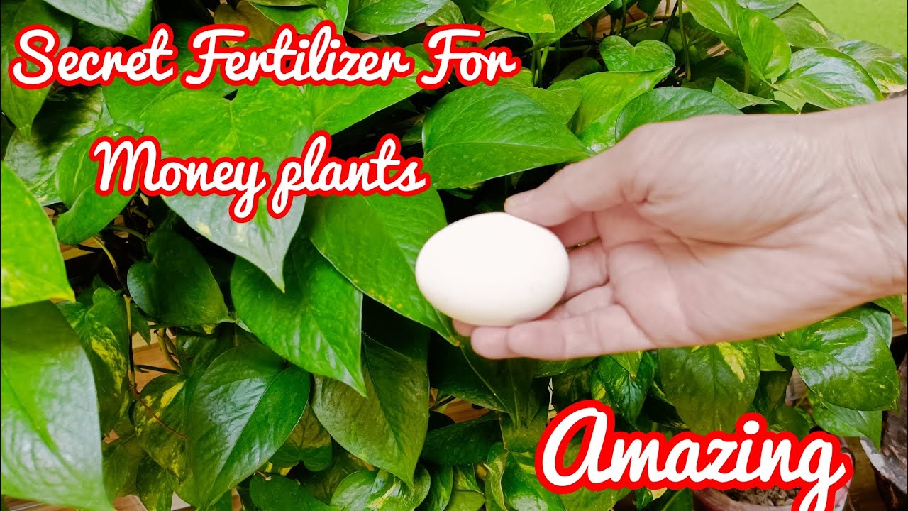 Egg Fertilizer Best homemade fertilizer for money plant money