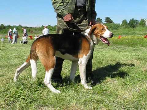 Купить Щенка Финской Гончей В России