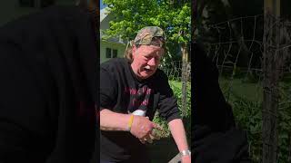 7 foot tomato plants update: Pruning, Eggshell Hack + Watering Follow Up #garden #growingtomatoes