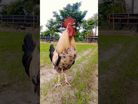 Ayam Suara Kluruk Jago Berkokok Ayam Birds Rooster Aseel 