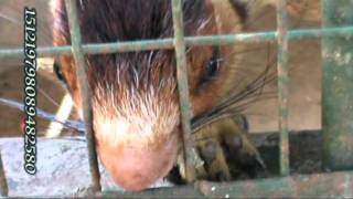 giant squirrel biting wood and steel.mpg