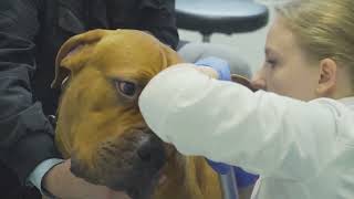 Ticks & Fleas:  Tiny Pests, Big Problems