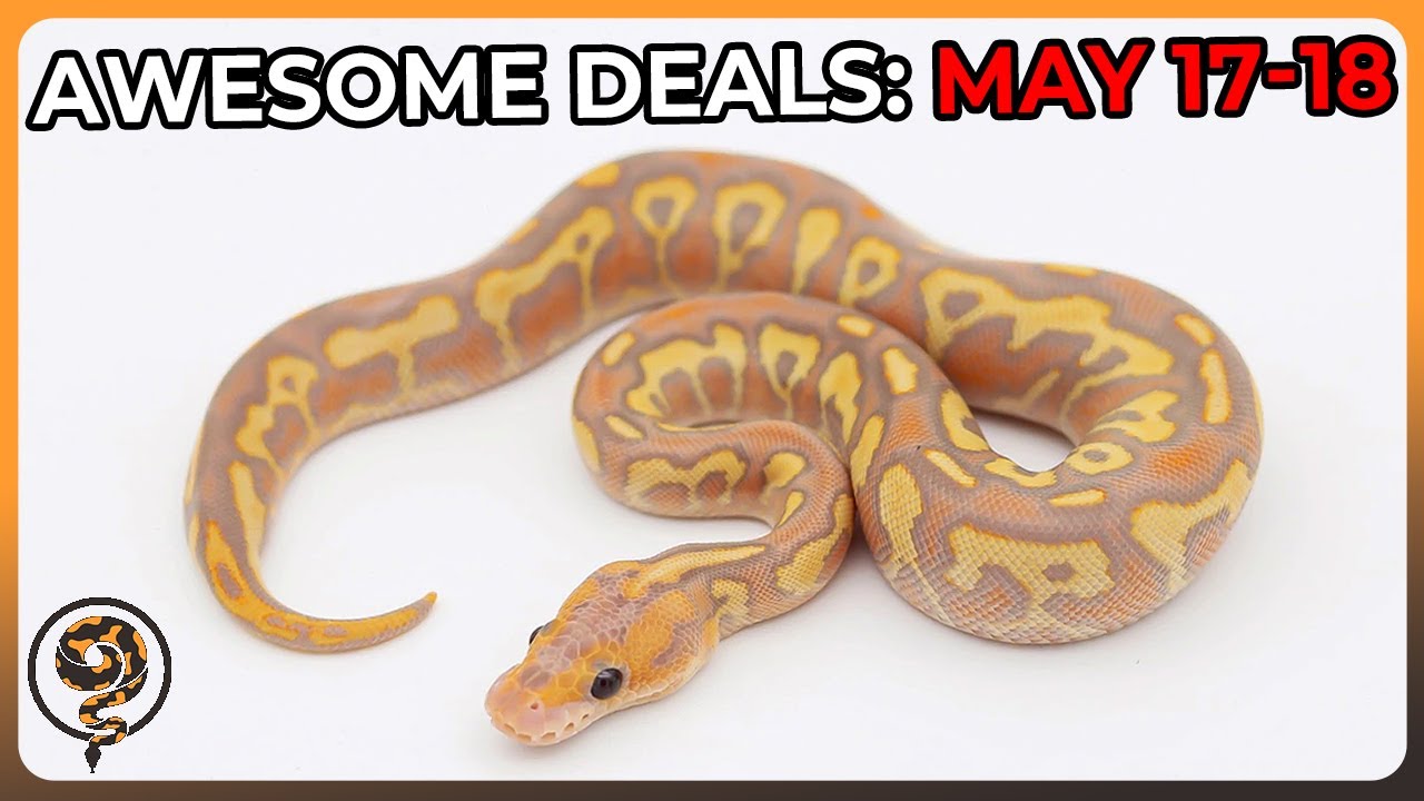 These Awesome Ball Python Deals will Not Last: May 17-18 - YouTube