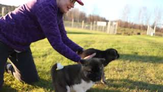 Akita Puppies in Alaska !  Girls from Saya x Harry - Arctic Akitas Kennel