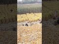 unique way to peel corn husks manually #shorts