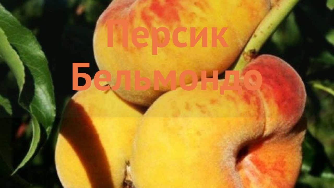 Персик донецкий желтый