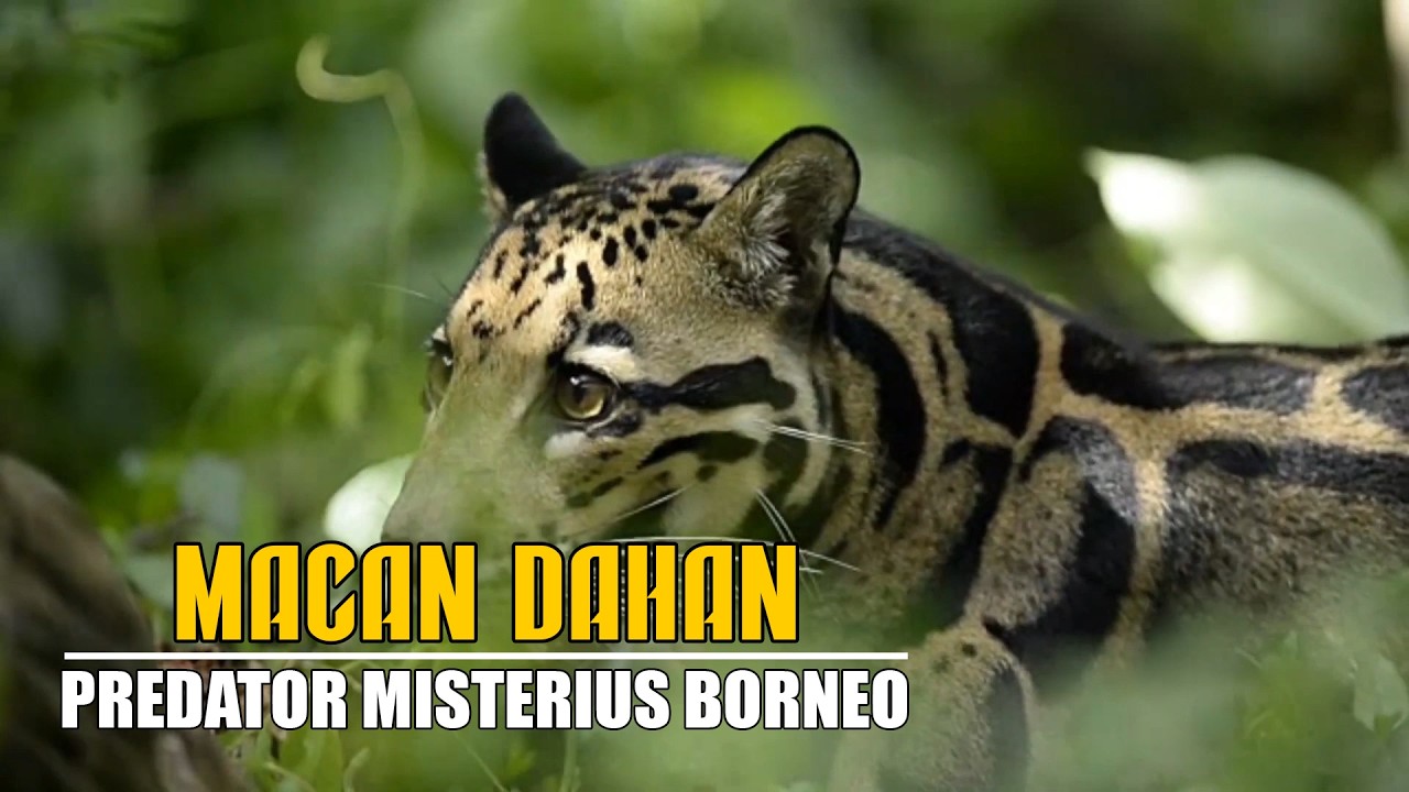 Macan Dahan Borneo!!! Predator Misterius Hutan Kalimantan
