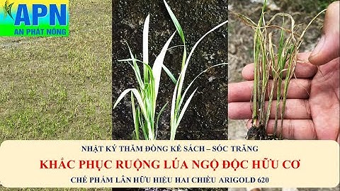 APN - KHẮC PHỤC RUỘNG LÚA NHIỄM CHẤT ĐỘC HỮU CƠ - LÂN HAI CHIỀU ARIGOLD 620 #ngodochuucotrenlua