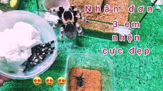 Tarantula-nuôi nhện: unbox poe.regalis + mexican redknee…