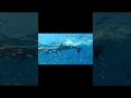 シーパラの海の底まで4Kで潜入！