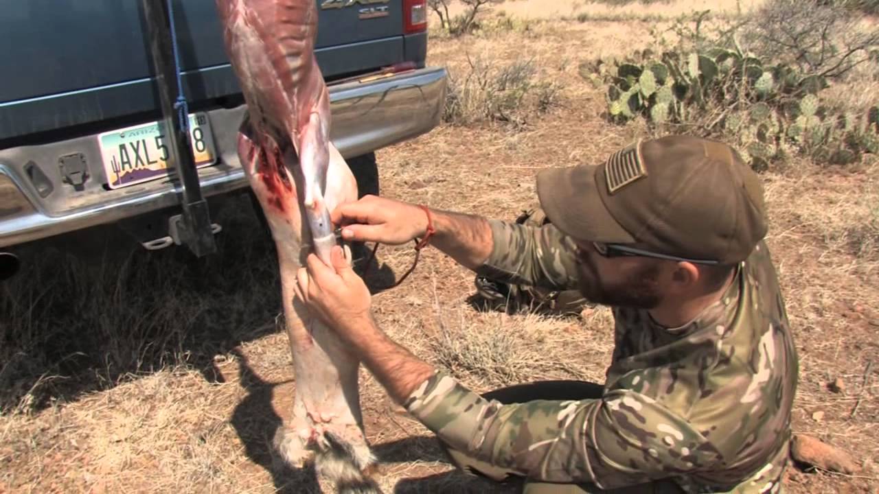 how to skin a coyote video how to skin a coyote video