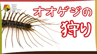 【目にもとまらぬ速さ】オオゲジの捕食の瞬間をとらえた！