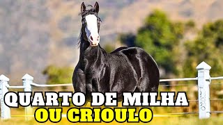 Quarter Horse or Criollo: who truly reigns supreme in cattle ranching?