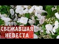 Гортензия сбежавшая невеста