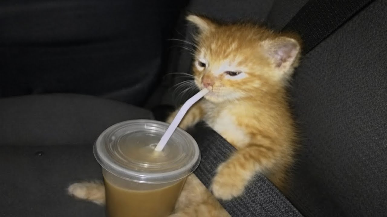 “Cats not using their brains at all.”