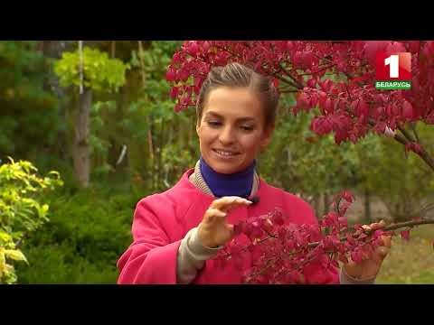 Видео: Выбор кустов бересклета: какие сорта бересклетов популярны