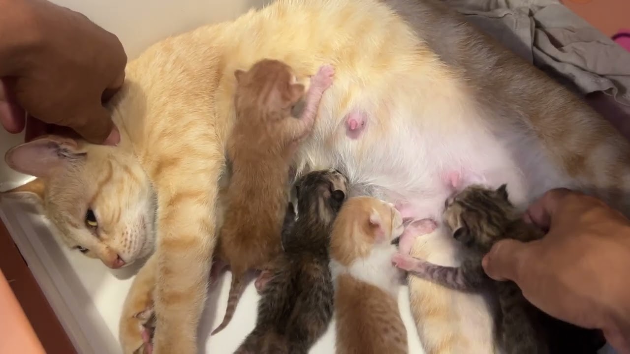 Enjoy VDO...The mama cats and 4 kittens 