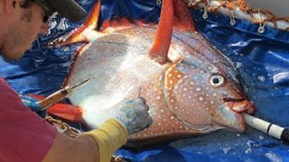 Scientists Discover WARM BLOODED Fish!