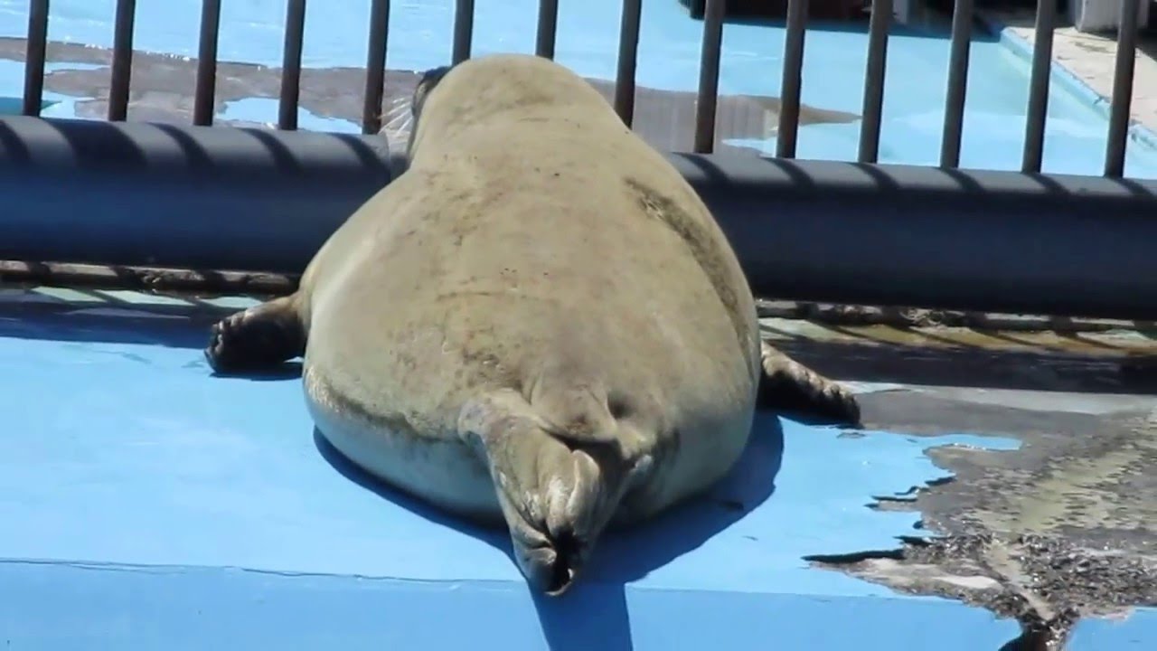 おなかポンポンするあざらし（seal）