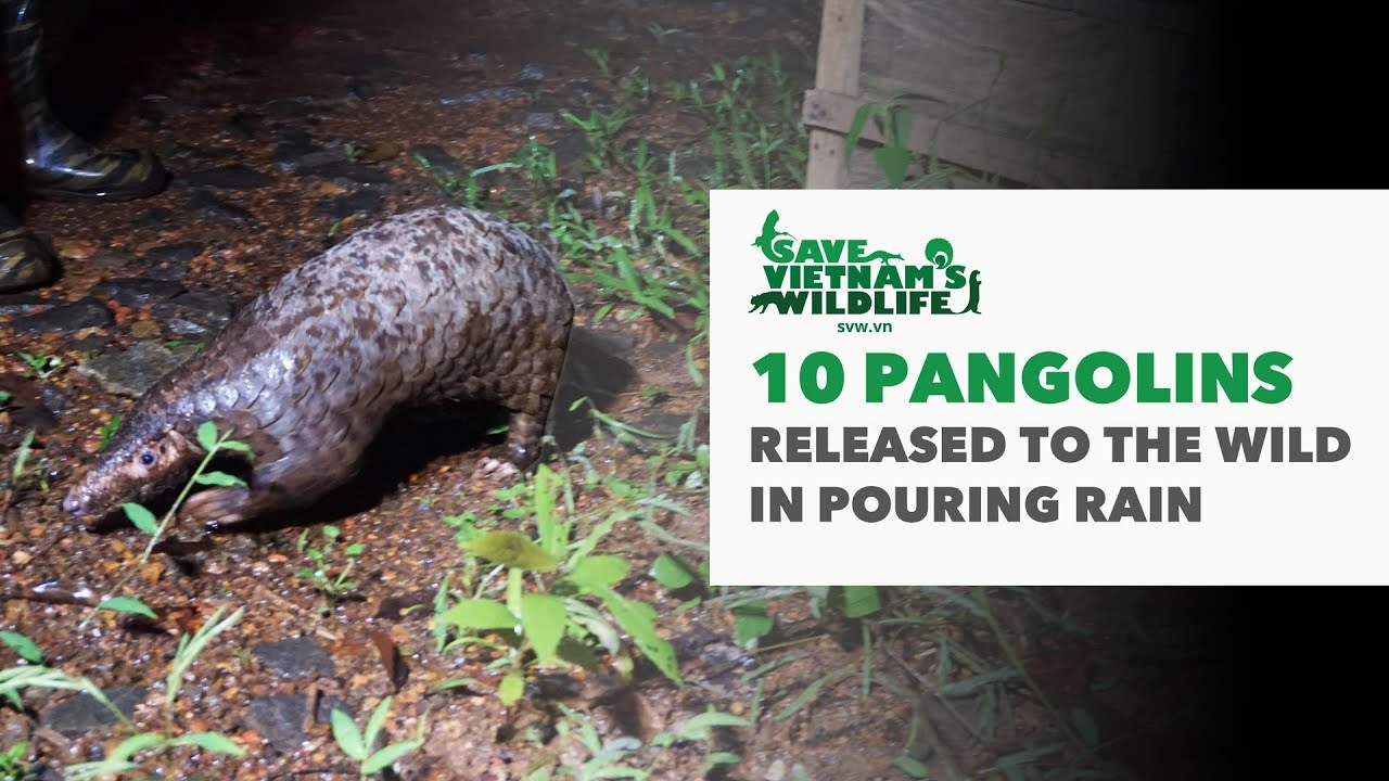 10 PANGOLINS RELEASED BACK TO THE WILD