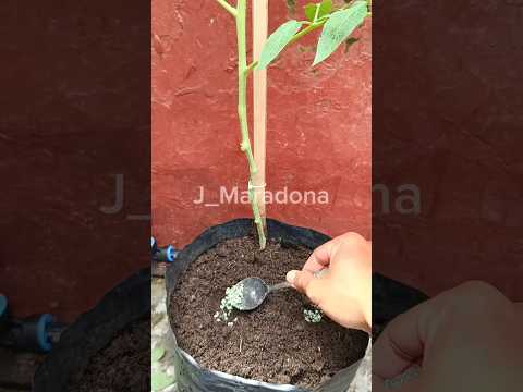 Tomato Plant Care Guide: Watering, Feeding, and Growth #gardenhacks