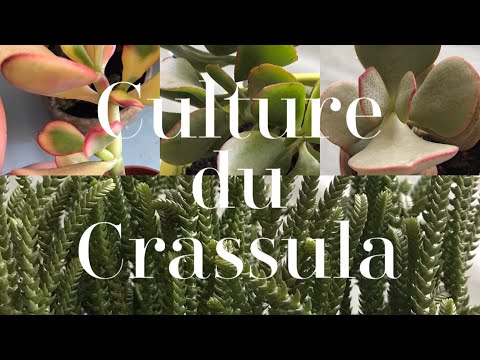 Vidéo: Cultiver une vigne de collier de jade - Informations sur les plantes de vers Crassula
