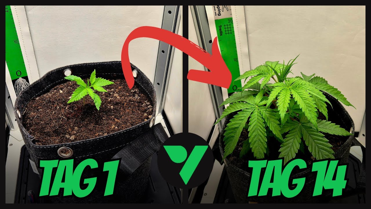 Smart Gärtnern mit der VGrow – Zeitraffer + Probleme + Tipps 🌿📊