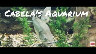 Cabela's Aquarium| MIRA'S ADVENTURES