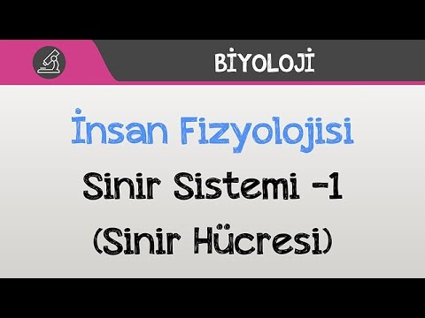 İnsan Fizyolojisi - Sinir Sistemi -1 (Sinir Hücresi)