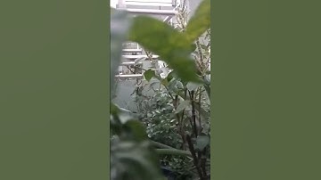 Thumbnail of #song #love #nature #chilliplant #music