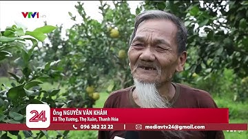 Quý hiếm bưởi tiến vua Luận Văn | VTV24