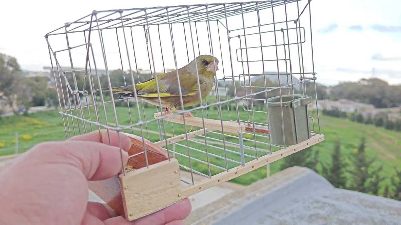 Verdun Dambo #2024goals #birds #greenfinch #singing 🌟🚀💎💚💚💚🧿