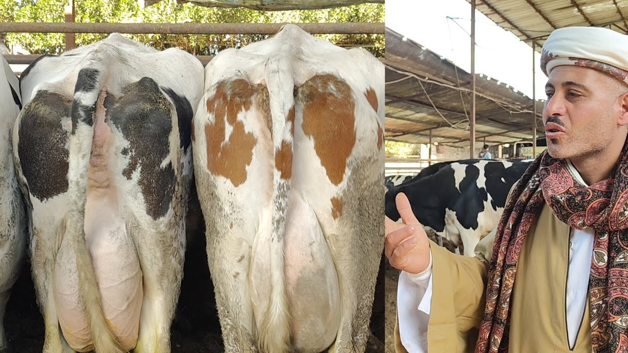 لو صاحب المزرعه مكنش قال الكلام ده مكننش صدقت ان العجلات دي بتحلب لحد ٦٨ ك لبن والفنان استغل الفرصه 