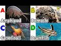 Amazing sea animals | ABC Sea Animals song | English and Animals for Kids | Alphabets Kids Song