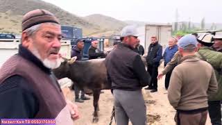 Уч-Коргон Мал базары 23-Апрель КЫЗЫГАН ЖЭРЛЕРИ 