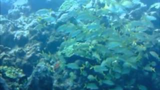 Scubacaribe Discover Scuba Diving Course