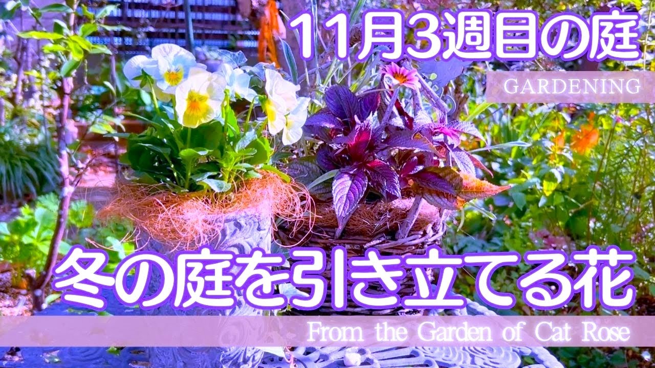 【ガーデニング】　冬の庭づくり・ビオラで冬のボーダー花壇・クリスマスローズのシーズン前作業・可憐なのに印象的な冬の花・ １１月３週目の庭作業