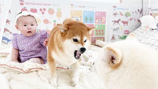 the reason why a shiba dog got angry