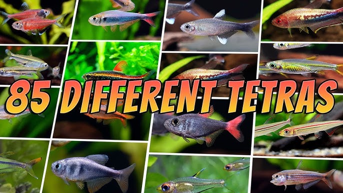 500 Neon Tetras  Most Beautiful Neon Tetra Aquarium 